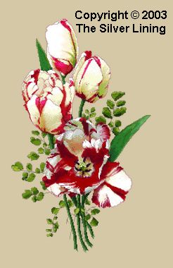 Parrot Tulips (Red & White Striped), The Silver Lining