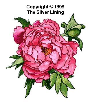 Pink Ice (Tree Peony), The Silver Lining