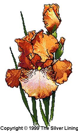 Summer Sunshine, The Silver Lining