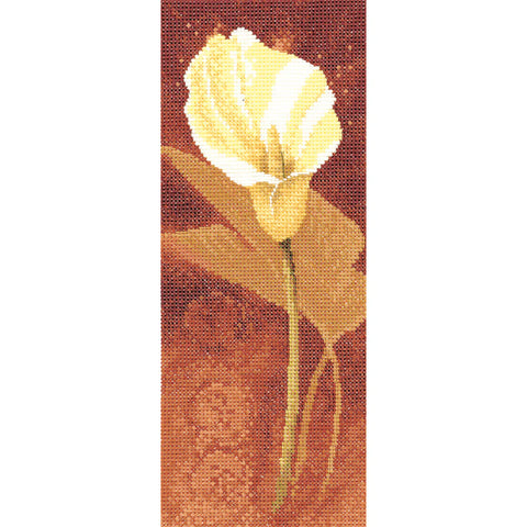 Calla Lily by John Clayton